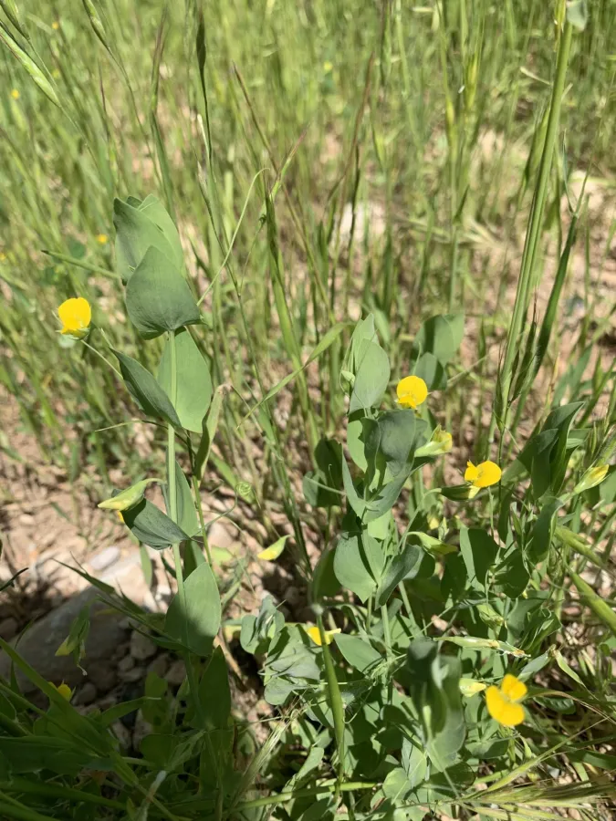 Lathyrus aphaca