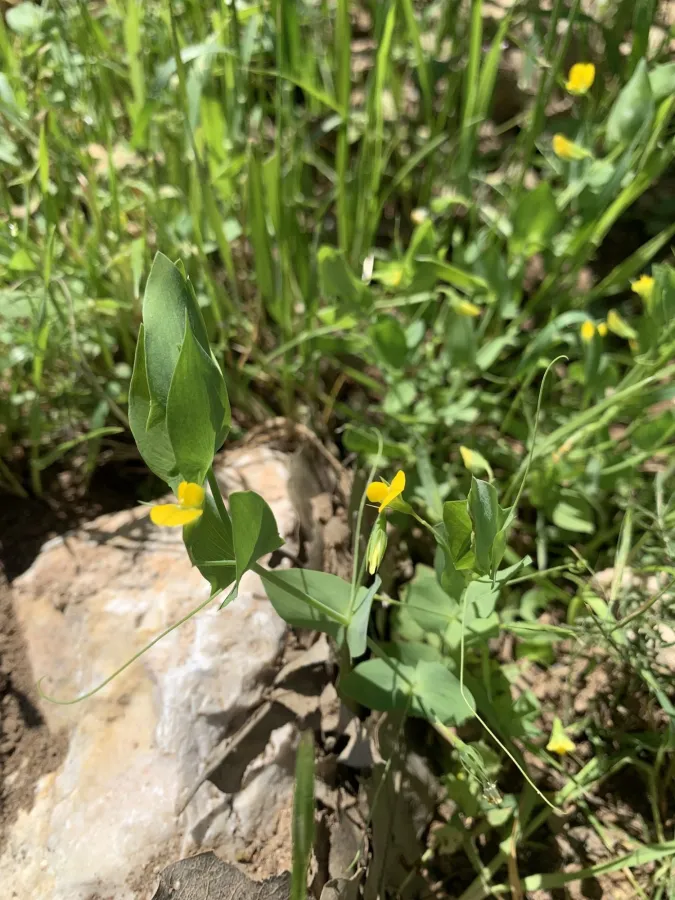 Lathyrus aphaca