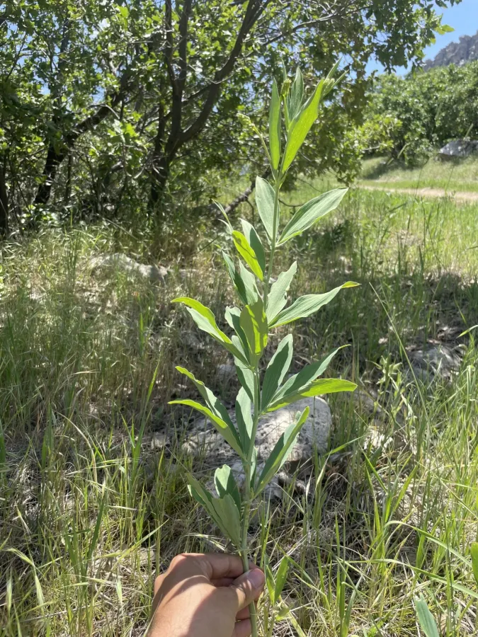 Lathyrus boissieri
