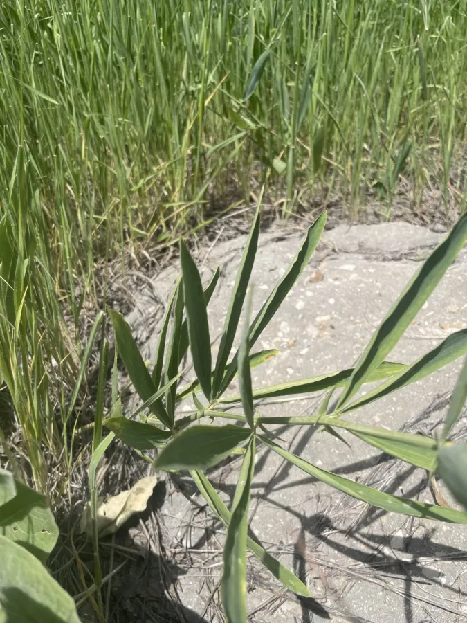 Lathyrus boissieri