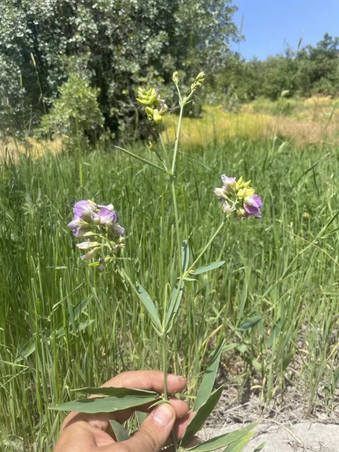 Lathyrus boissieri
