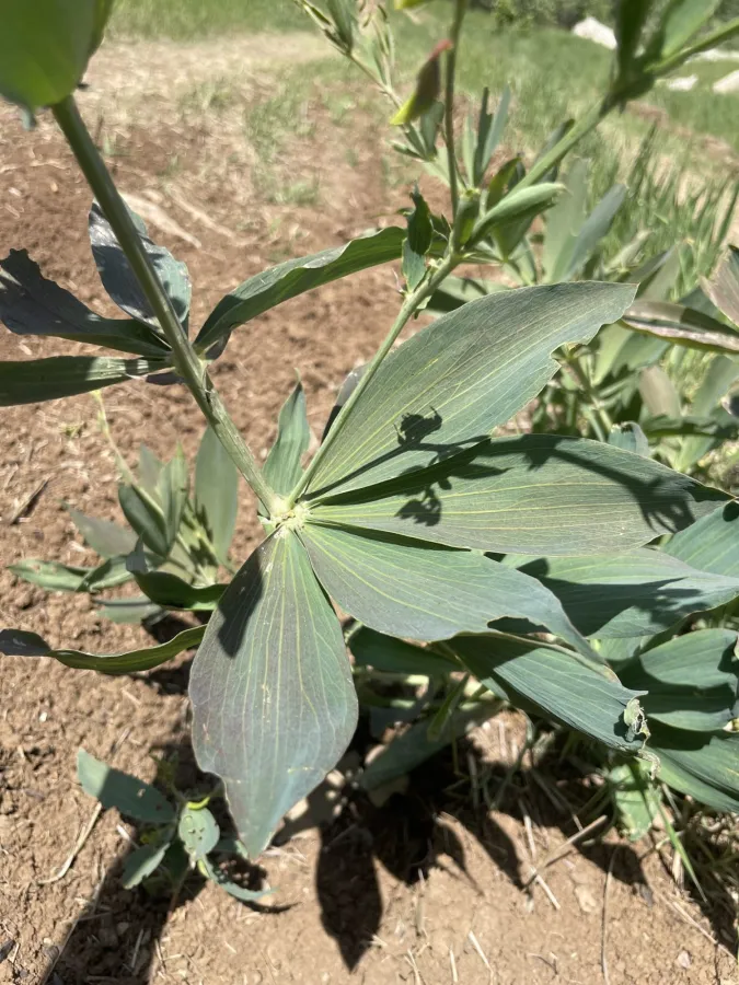 Lathyrus boissieri