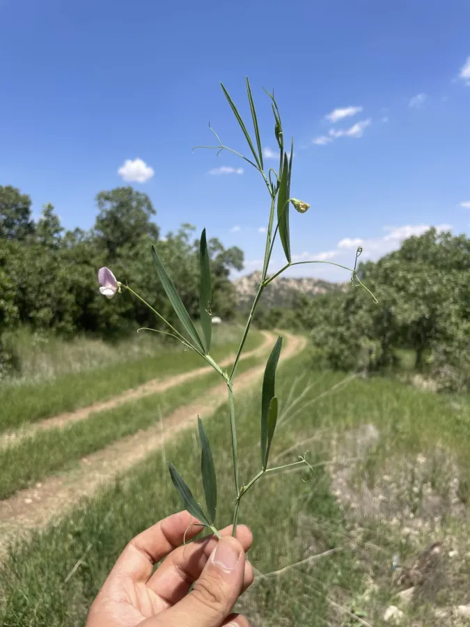 Lathyrus cassius