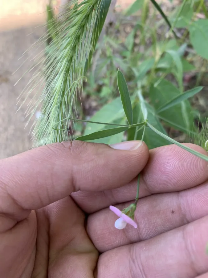Lathyrus cassius