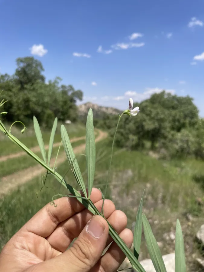 Lathyrus cassius