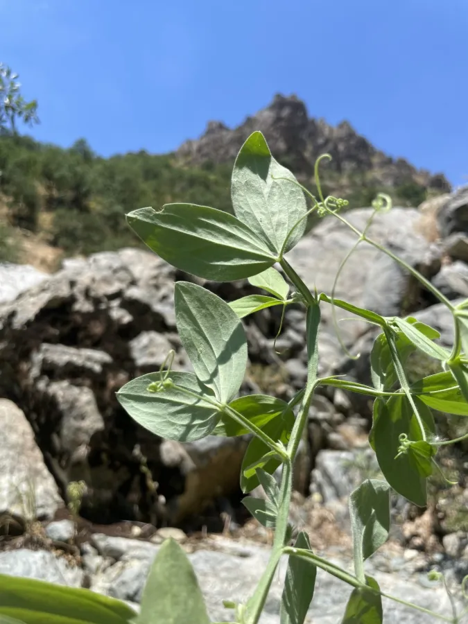 Lathyrus chloranthus