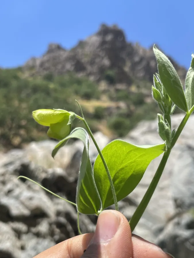 Lathyrus chloranthus