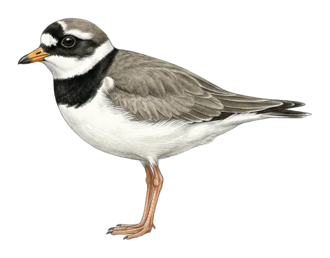 Common Ringed Plover