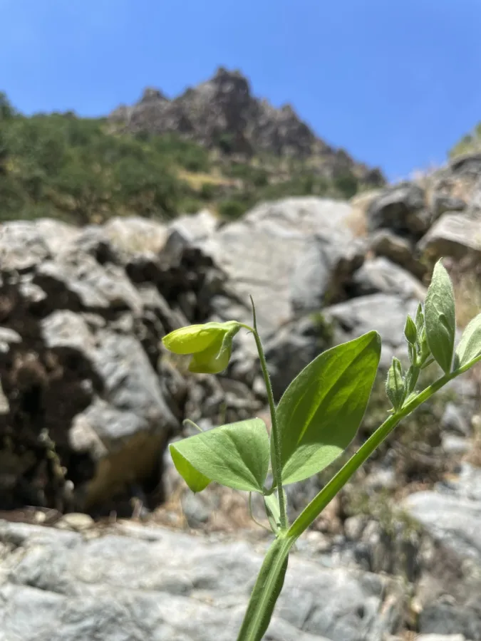 Lathyrus chloranthus