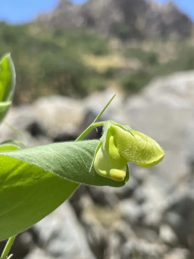 Lathyrus chloranthus