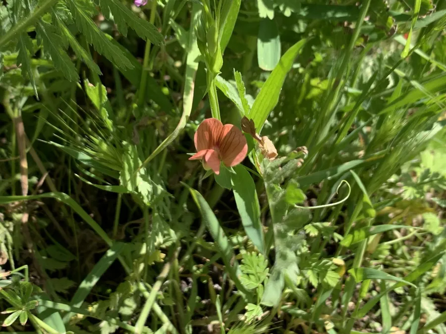 Lathyrus cicera
