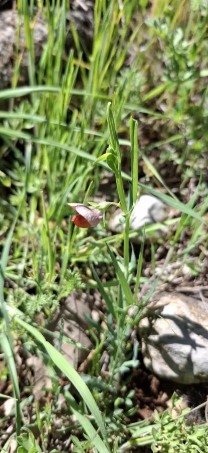 Lathyrus cicera
