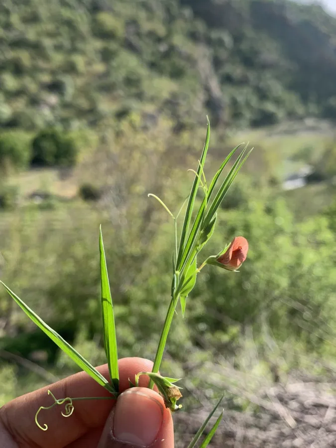 Lathyrus cicera