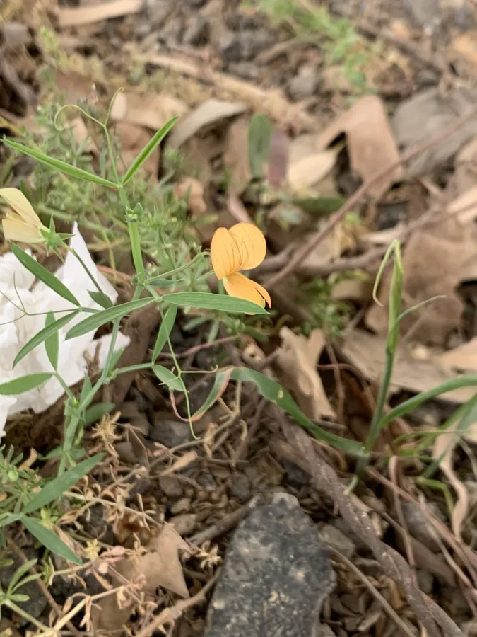 Lathyrus gorgoni