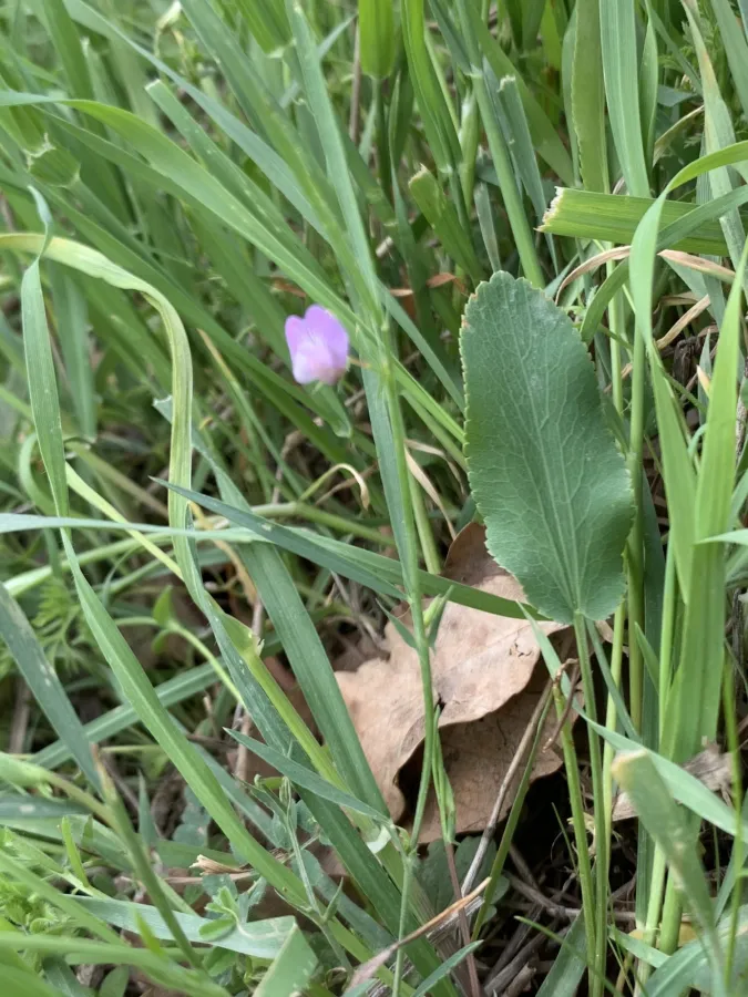 Lathyrus inconspicuus