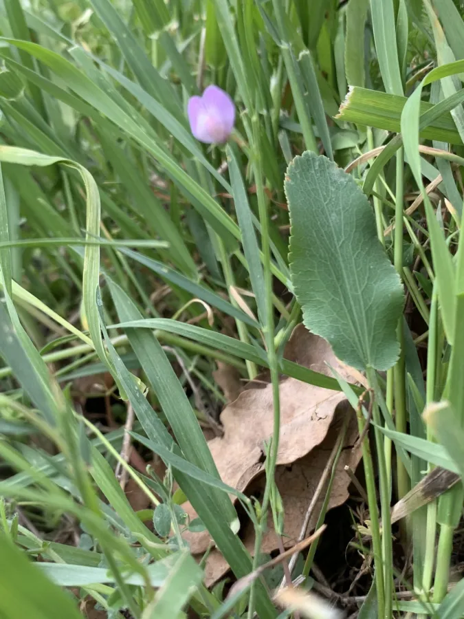 Lathyrus inconspicuus