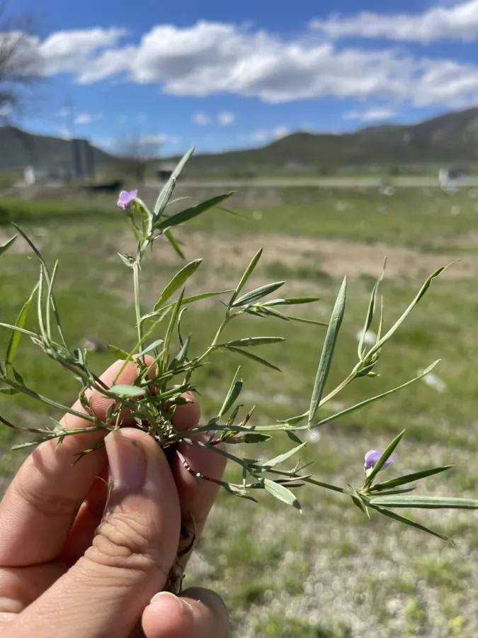 Lathyrus inconspicuus