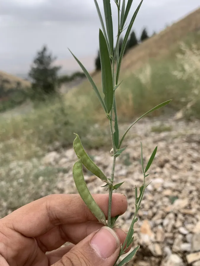 Lathyrus inconspicuus