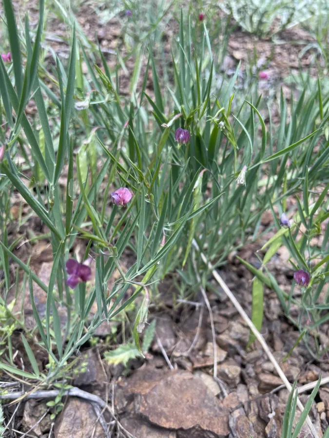 Lathyrus vinealis