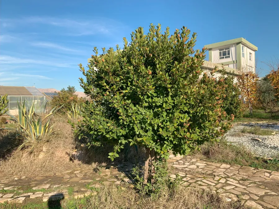 Laurus nobilis