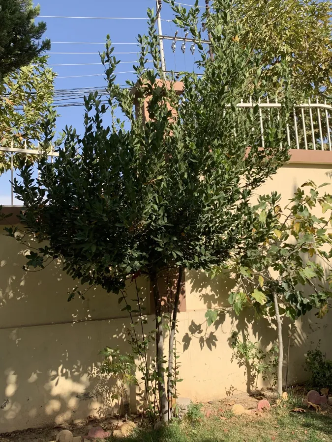 Laurus nobilis