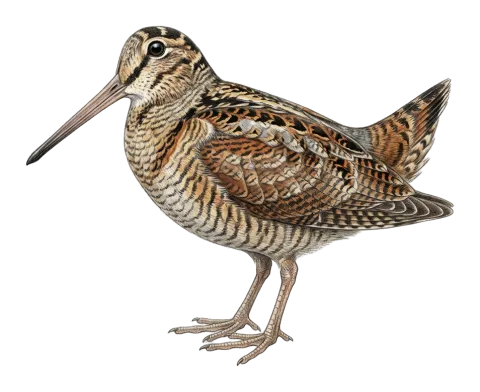 Eurasian Woodcock