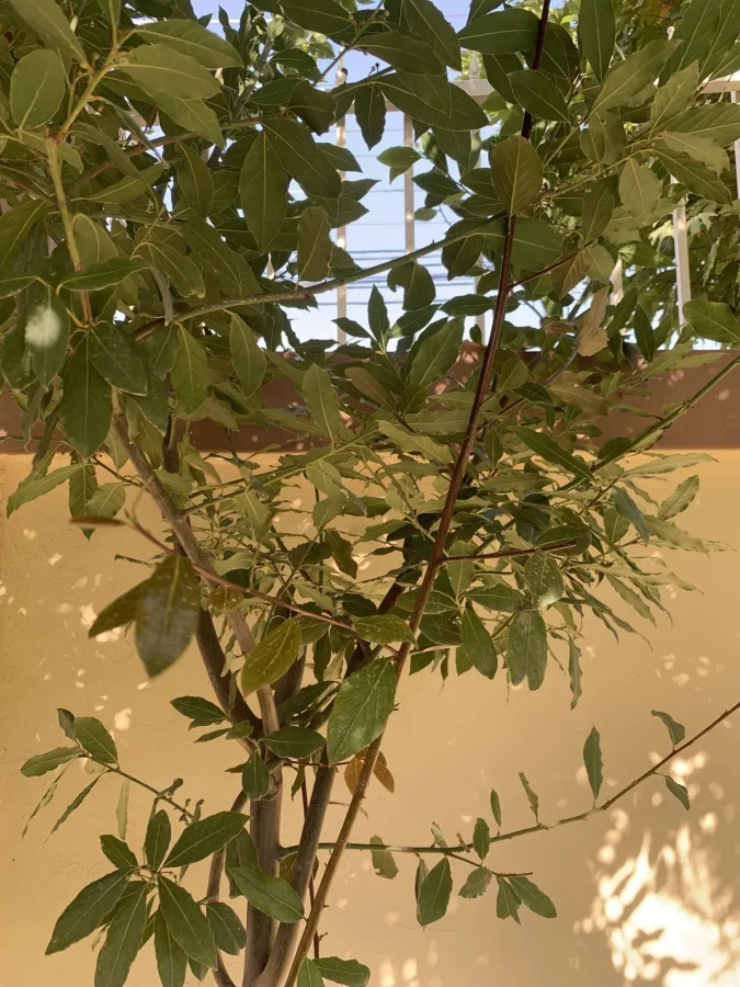 Laurus nobilis