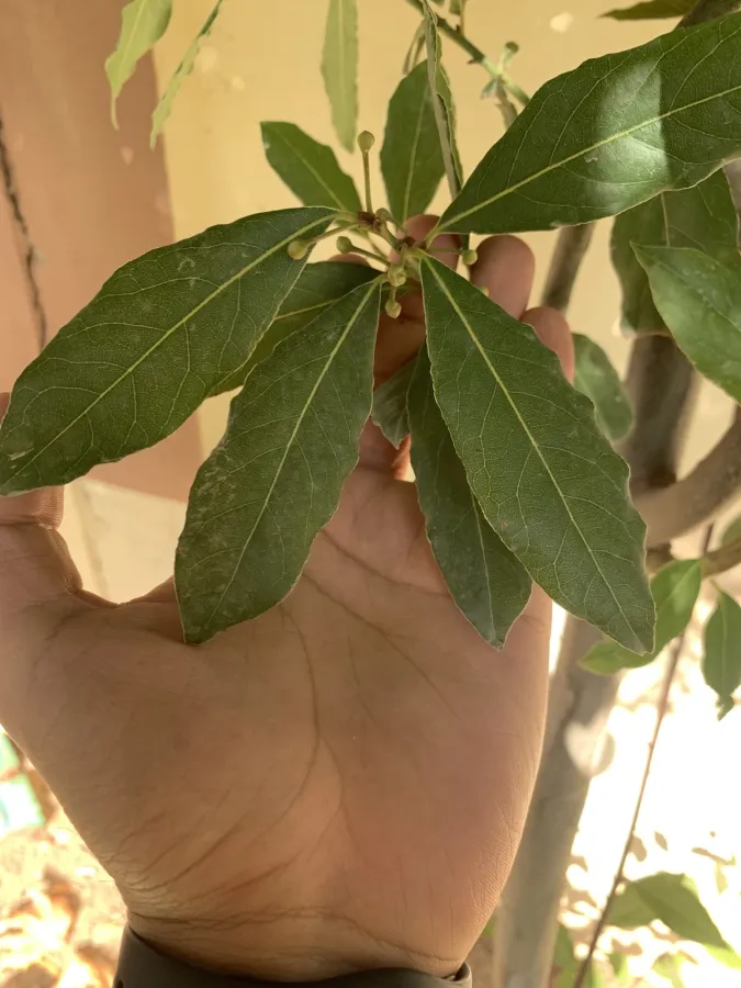 Laurus nobilis
