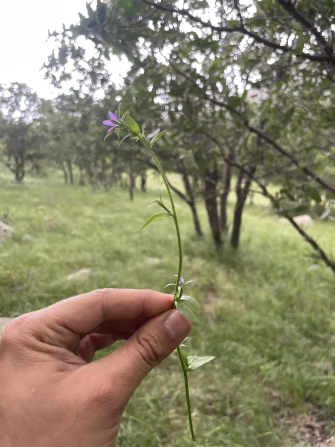 Legousia falcata