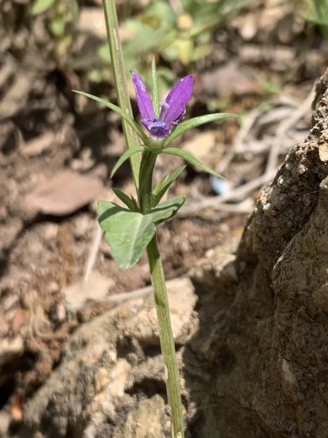 Legousia falcata