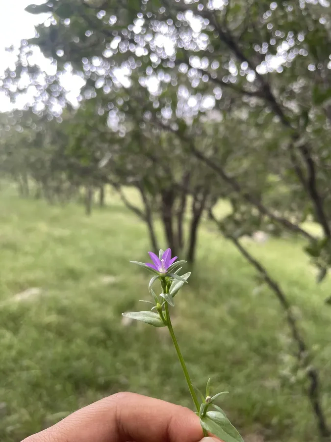 Legousia falcata