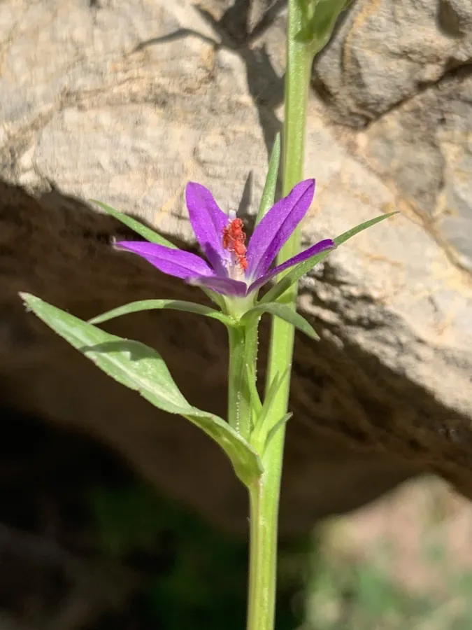 Legousia falcata