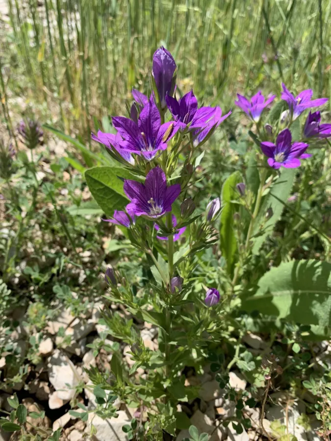 Legousia pentagonia