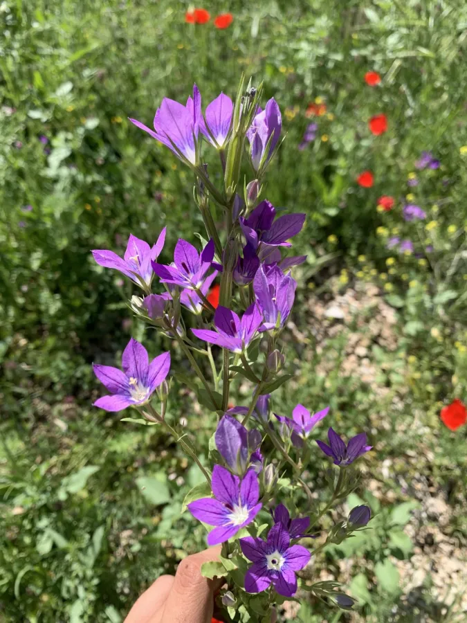 Legousia pentagonia