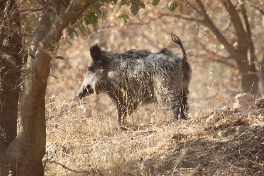 Wild Boar
