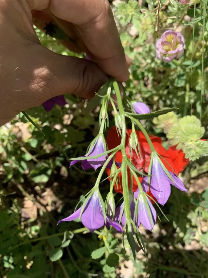 Legousia pentagonia