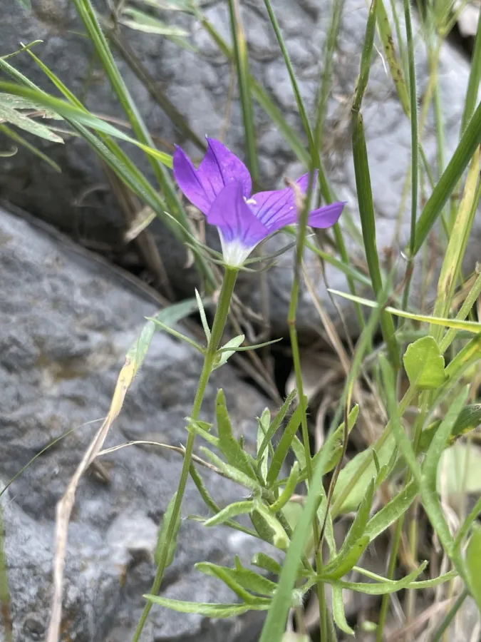Legousia pentagonia