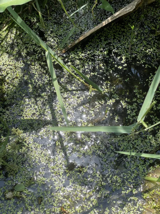 Lemna minor