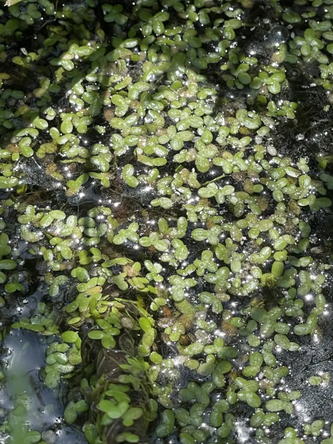 Lemna minor