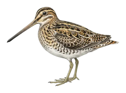 Common Snipe