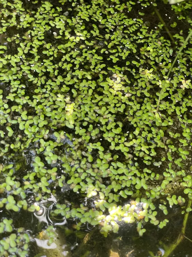 Lemna minor