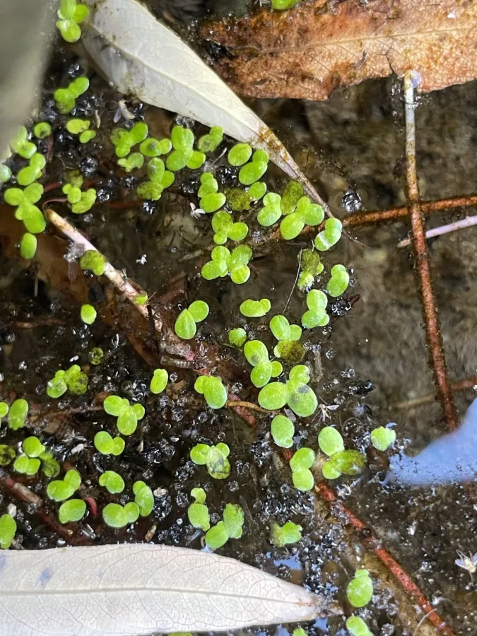 Lemna minor