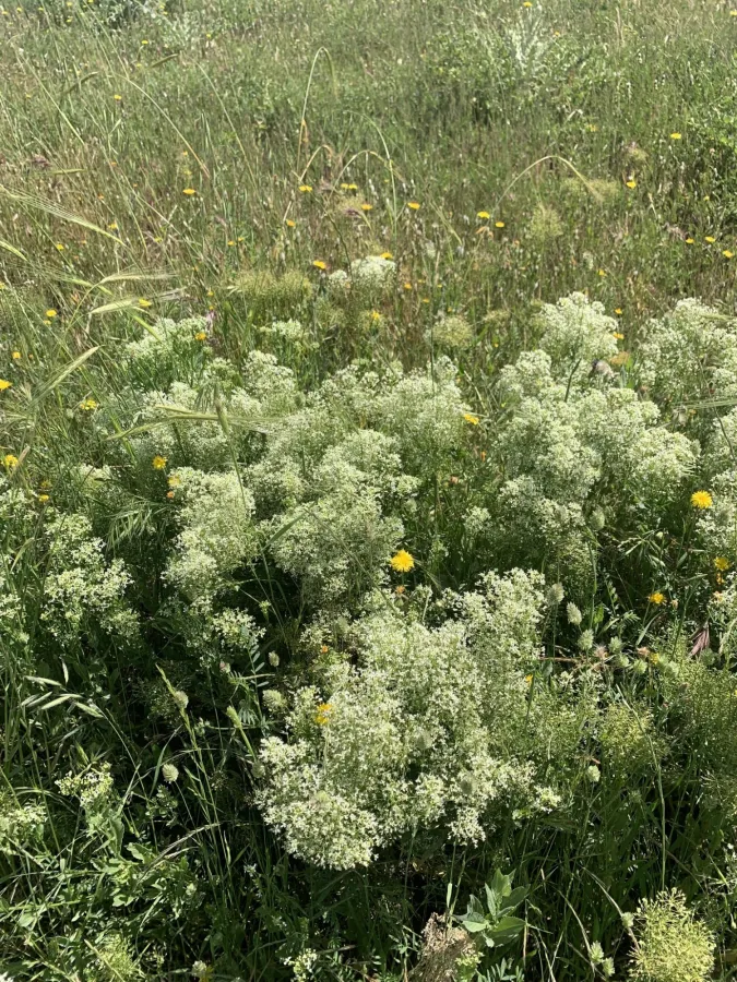Lepidium draba