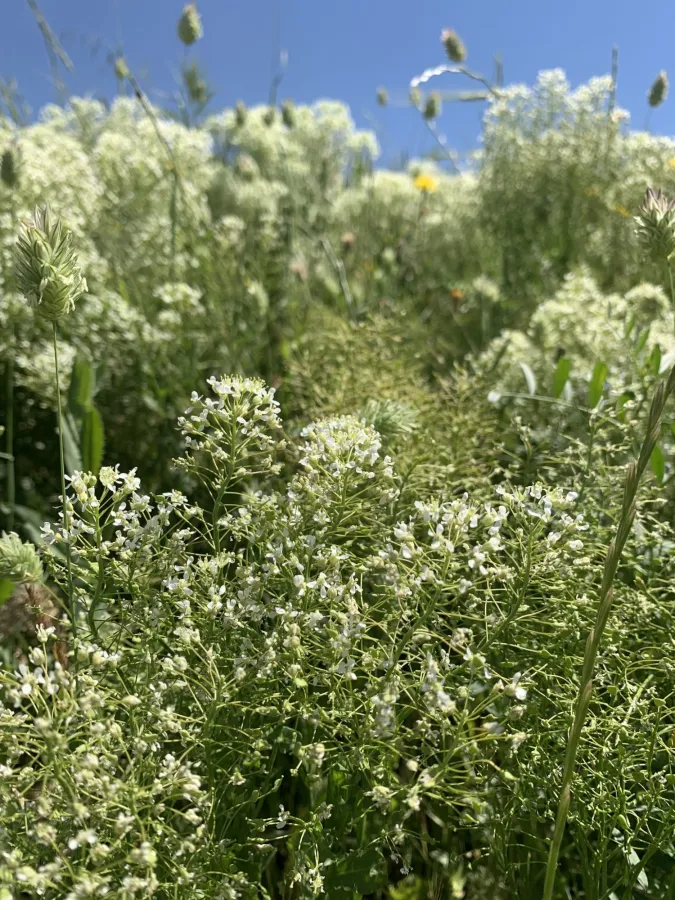Lepidium draba