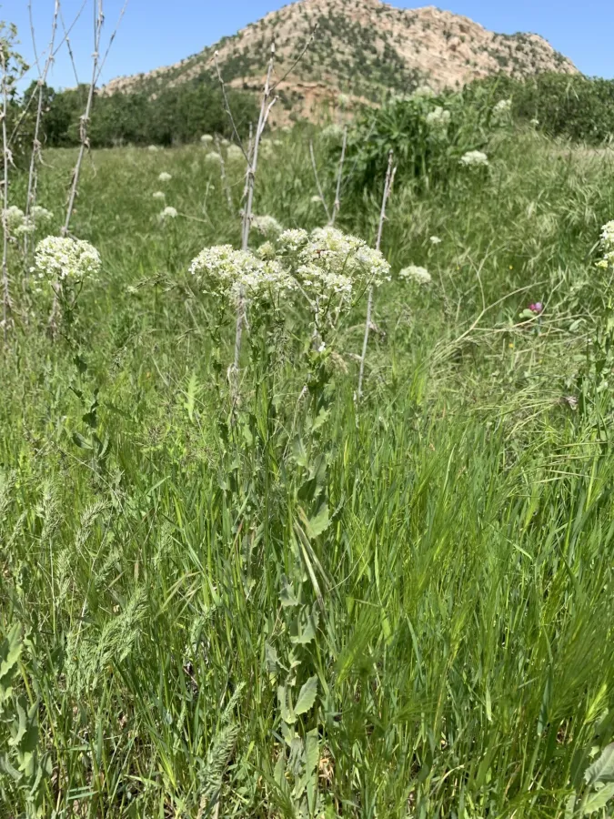 Lepidium draba