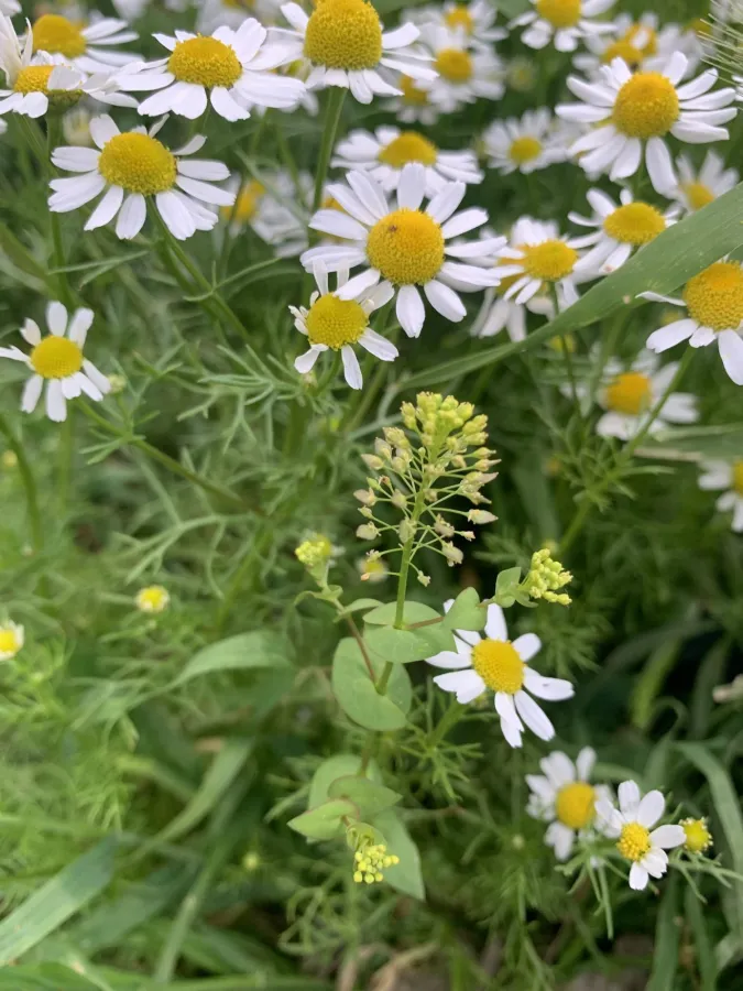 Lepidium perfoliatum