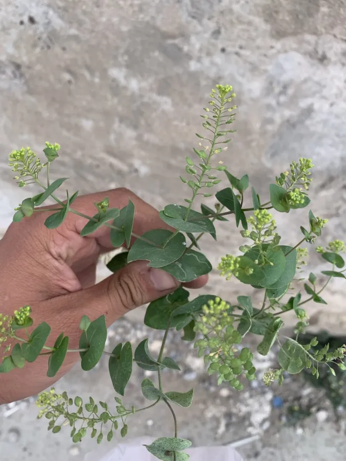 Lepidium perfoliatum