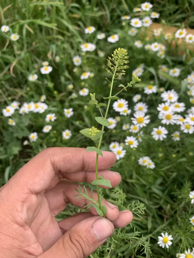 Lepidium perfoliatum