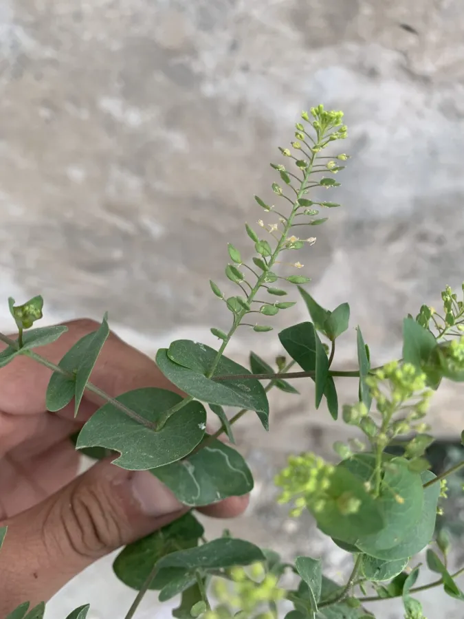Lepidium perfoliatum