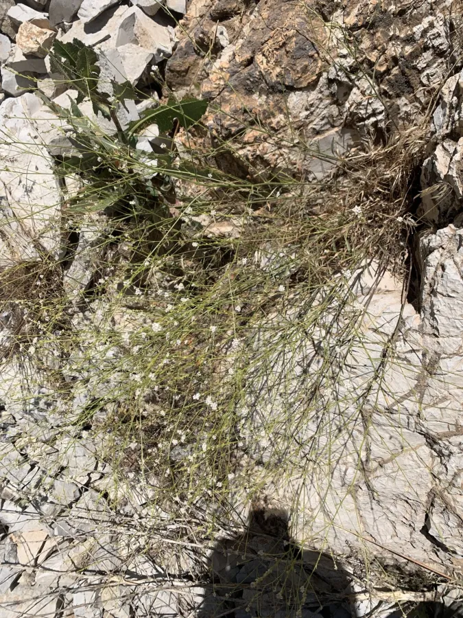 Lepidium persicum